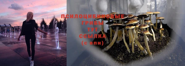 стаф Магас